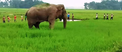 Human-Wildlife Conflict Management